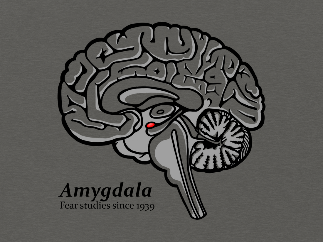 Diagram showing amygdala location in the medial temporal lobe